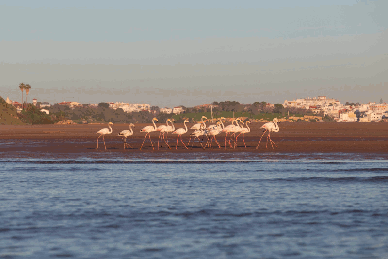 flamants